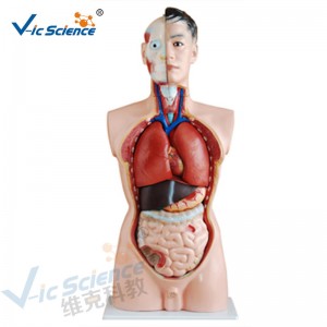 Медицинская анатомия человеческого тела модель 85 см мужской торс модель 19 частей