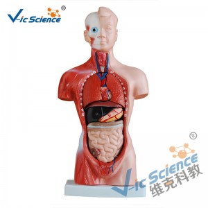 Модель тела 15 частей тела торса 26CM модель тела анатомии